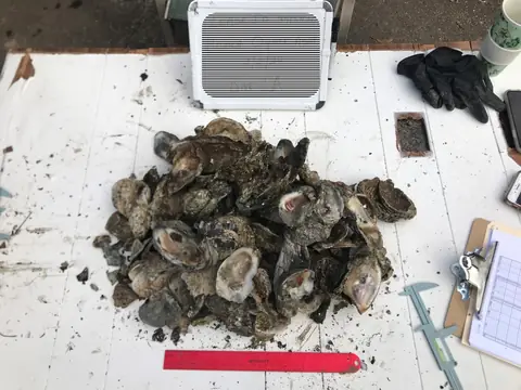Oyster assessment samples in Louisiana
